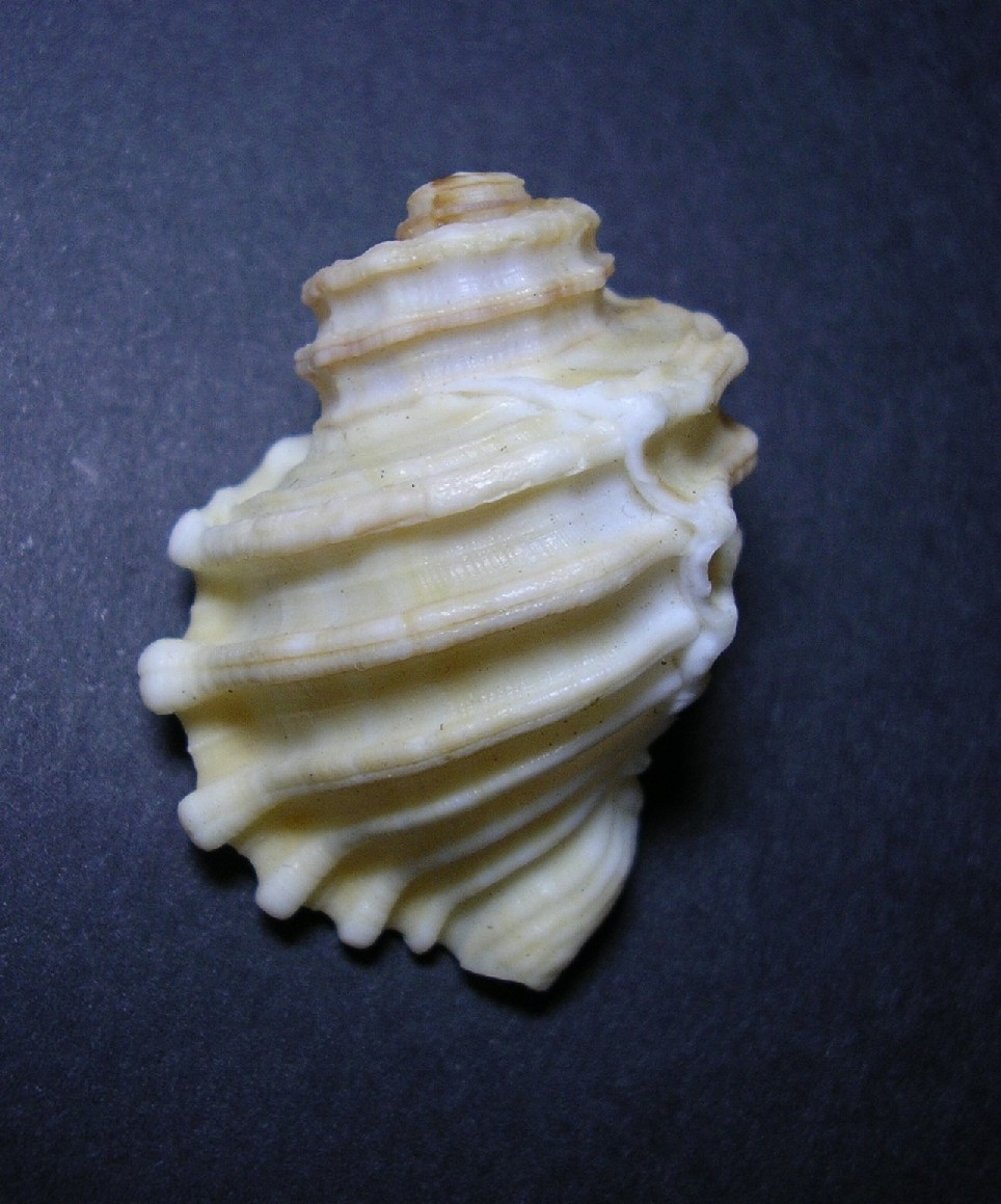 cymatium esotico?